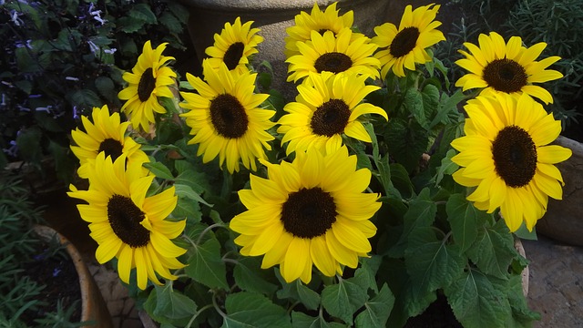 sunflower-368894_640